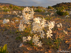 Zephyra elegans