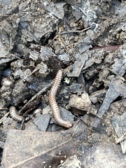 Cylindroiulus caeruleocinctus