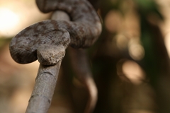 Macrovipera lebetinus schweizeri
