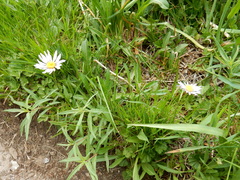 Erigeron algidus