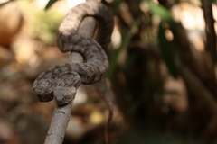 Macrovipera lebetinus schweizeri