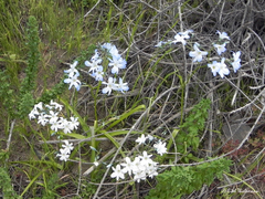 Zephyra elegans
