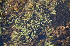 Potamogeton lucens