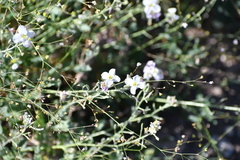 Nerisyrenia camporum