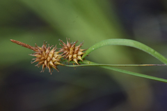 Carex flava