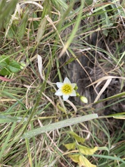 Nothoscordum