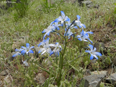 Zephyra elegans