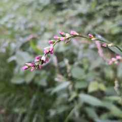 Persicaria mitis