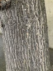 Liriodendron tulipifera