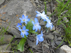 Zephyra elegans