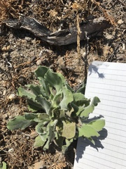Heterotheca