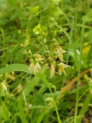 Melasphaerula graminea