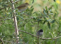 Curruca melanocephala