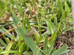 Herpetogramma fluctuosalis