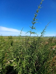 Urtica cannabina