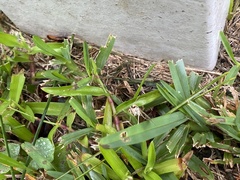 Herpetogramma fluctuosalis