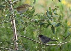 Curruca melanocephala