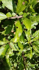 Eriophyes similis