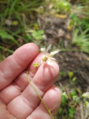 Melasphaerula graminea