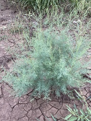 Tamarix chinensis