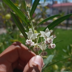 Gomphocarpus physocarpus