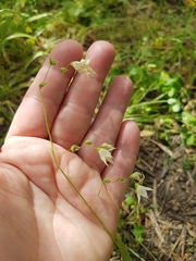 Melasphaerula graminea