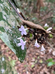 Conchocarpus macrophyllus