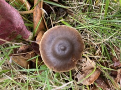 Entoloma sericeum