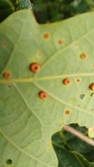 Neuroterus numismalis