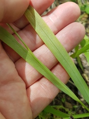 Melasphaerula graminea