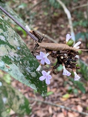 Conchocarpus macrophyllus