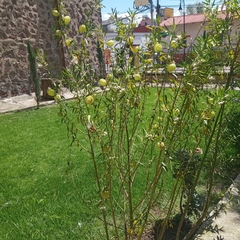 Gomphocarpus physocarpus