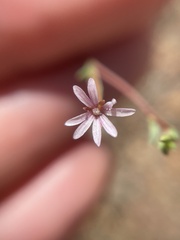 Epilobium brachycarpum