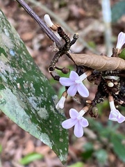 Conchocarpus macrophyllus