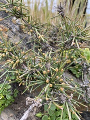 Ephedra chilensis