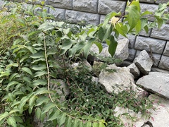 Lonicera tatarica