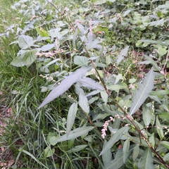 Persicaria mitis