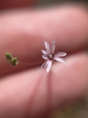 Epilobium brachycarpum
