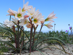 Zephyranthes ananuca