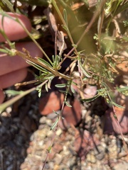 Epilobium brachycarpum