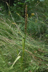 Platanthera