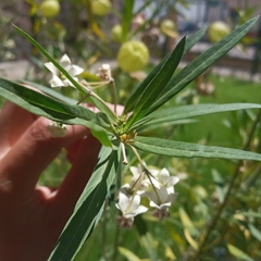 Gomphocarpus physocarpus