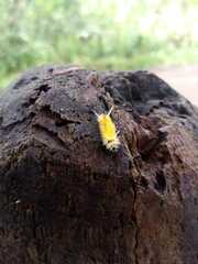 Lophocampa