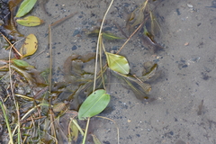 Potamogeton