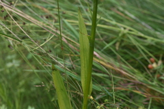 Platanthera