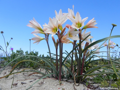 Zephyranthes ananuca