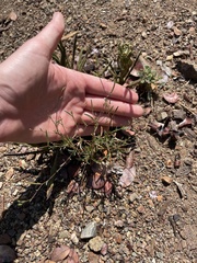 Epilobium brachycarpum
