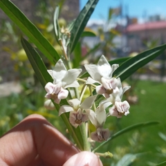Gomphocarpus physocarpus