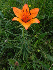 Lilium bulbiferum