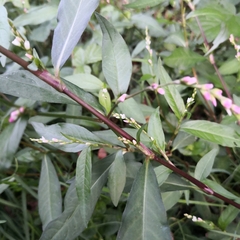Persicaria mitis